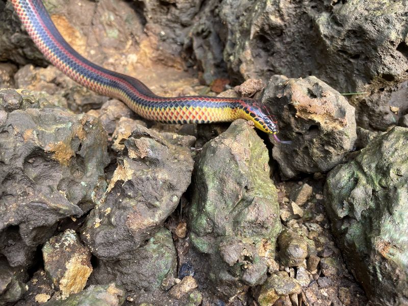 Rainbow Snake's Unique Movement