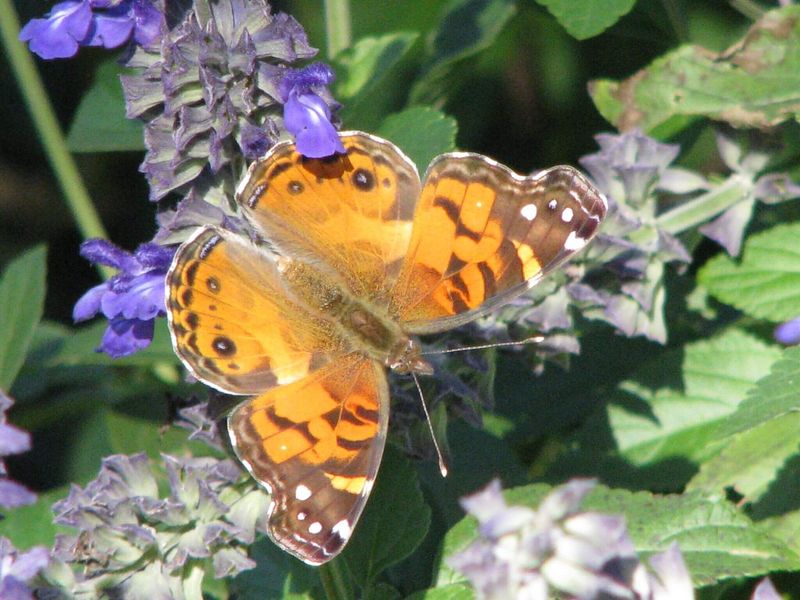 Where To Find American Lady Butterflies