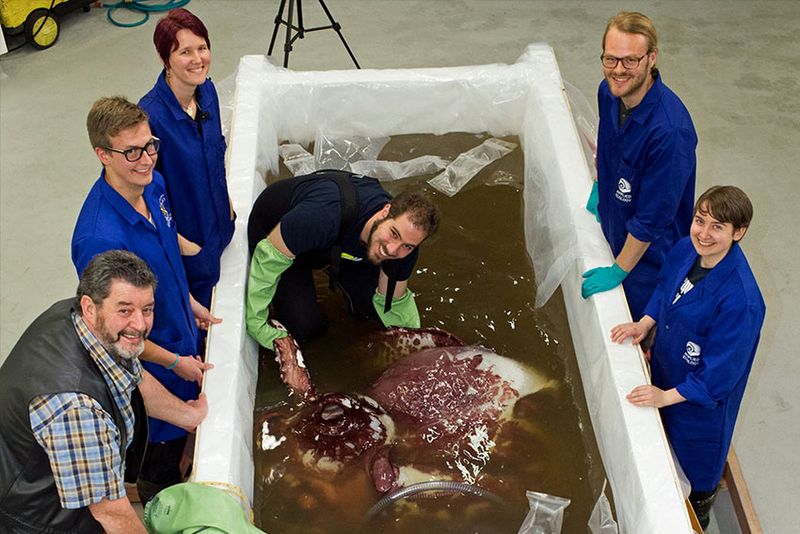 A New Era Of Cephalopod Research: The AUT Lab's Contribution