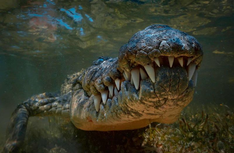 Cozumel Island: A New Hotspot For Crocodile Species