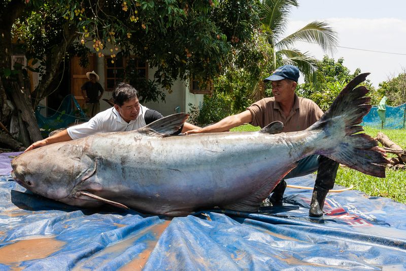 Why Protecting The Mekong Giant Catfish Is Vital For Ecosystem Health