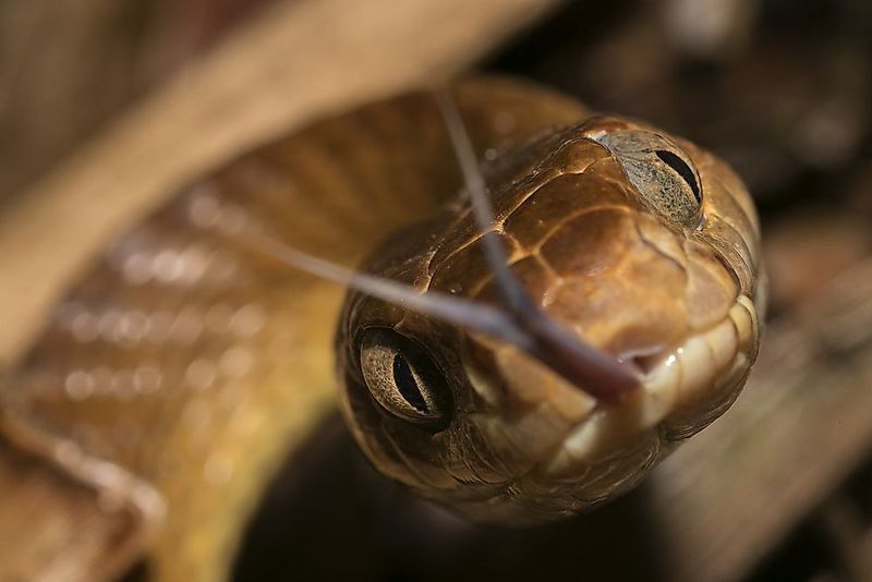 Conservation Efforts: Protecting These Newly Discovered Tree Snakes
