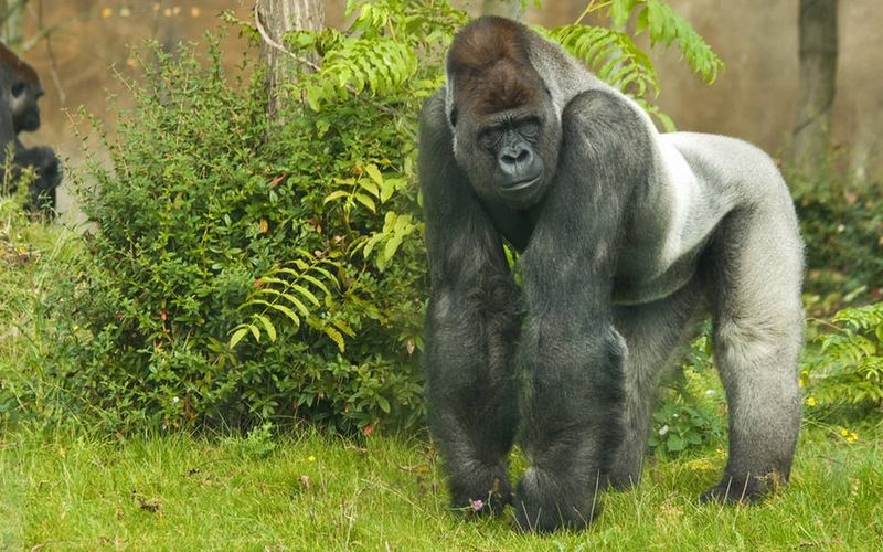 How The Gorilla Fossil Forces A Shift In Evolutionary Timelines