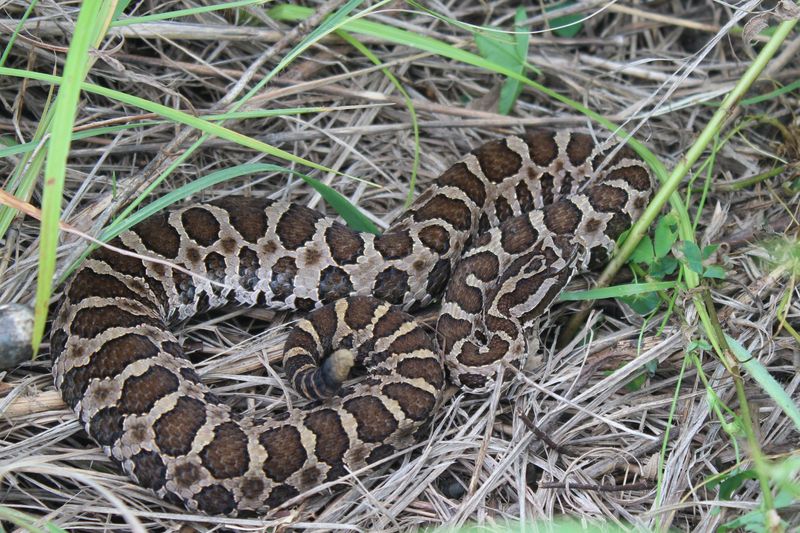 Copper-Topped Trouble: Massasauga Rattlesnake