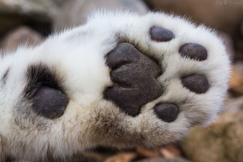 Paws Like Silent Snowshoes
