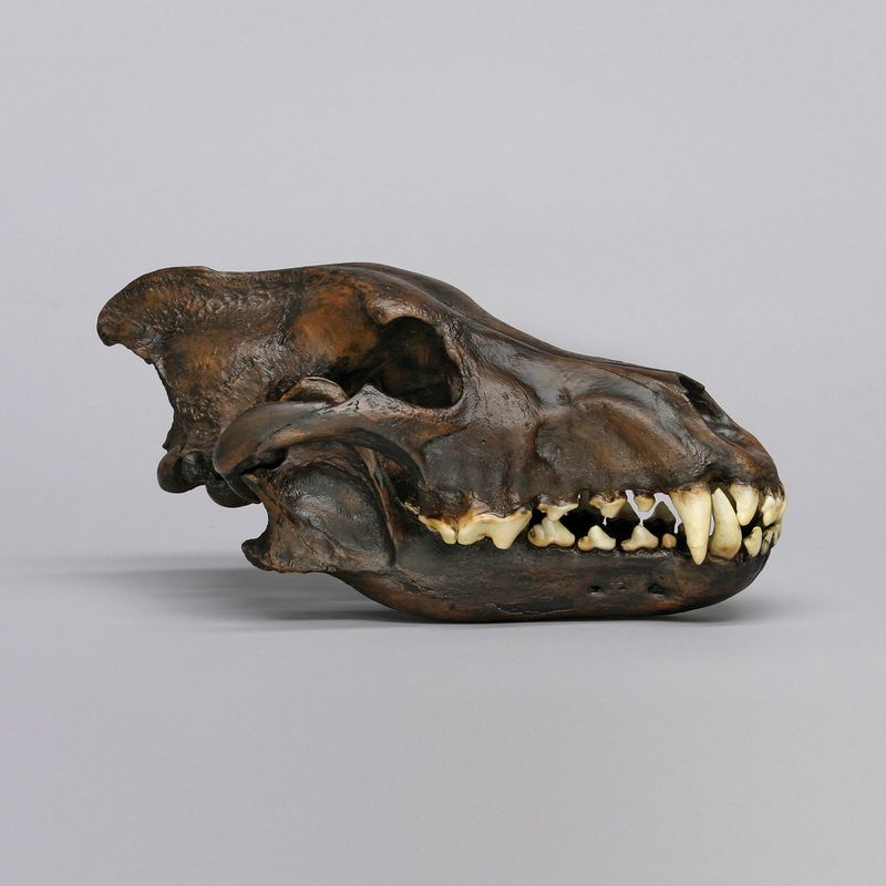 Dire Wolves' Powerful Jaws