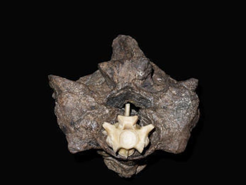 What Fossils Reveal About Titanoboa's Massive Body