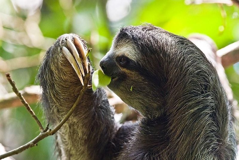 Why Sloths Move So Slowly