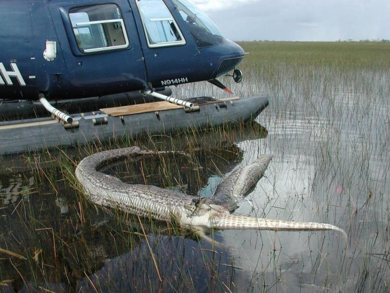 The Alligator-Eating Giant