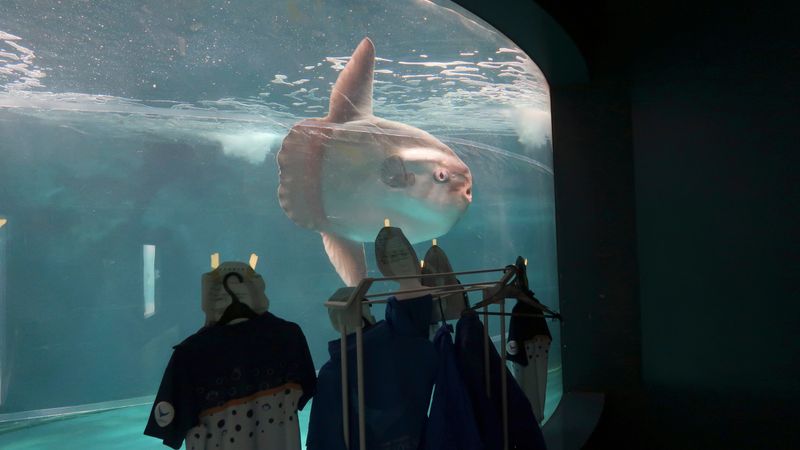 The Sunfish's Reaction: Eating Again After The Cutouts