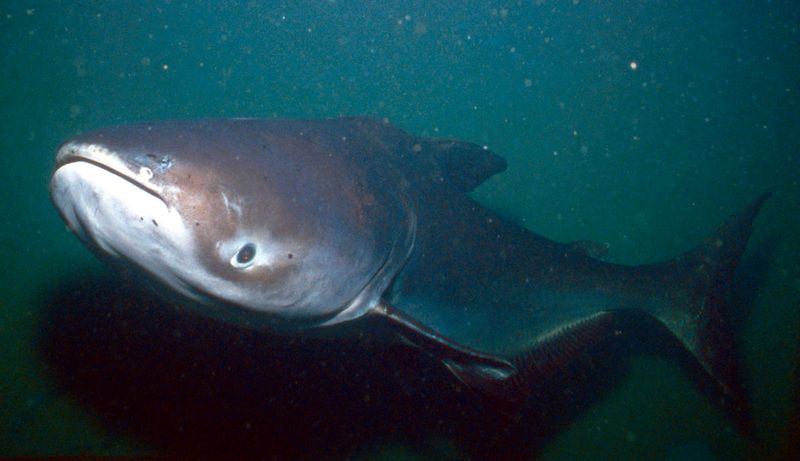 The Catfish's Impact On The Ecosystem