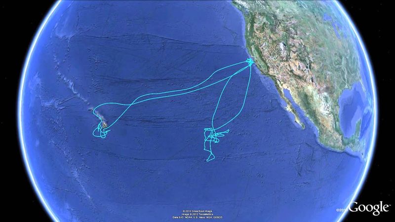 What Made This Shark's Journey So Unique?