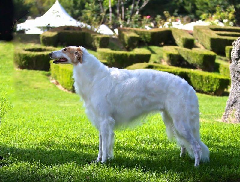 The Regal Borzoi