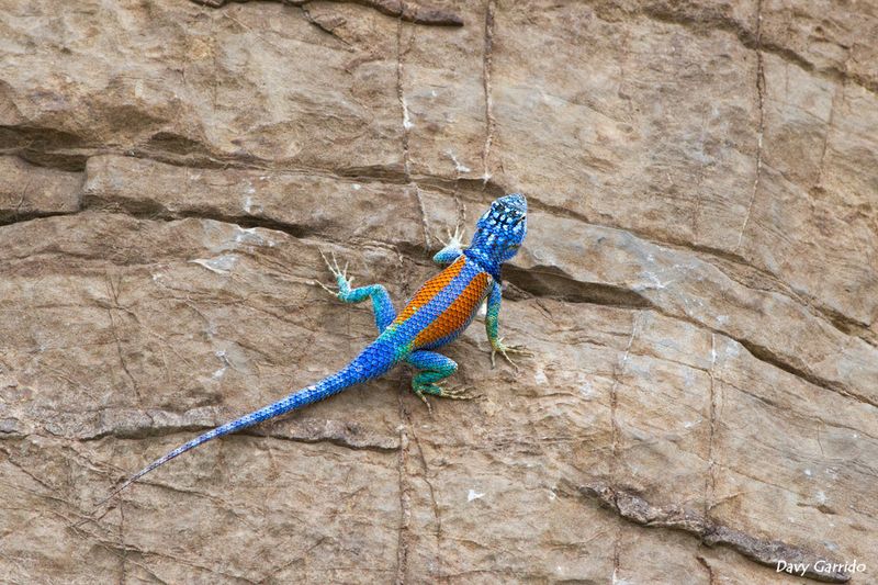 What Makes The Spiny Lizard So Uniquely Evolved?