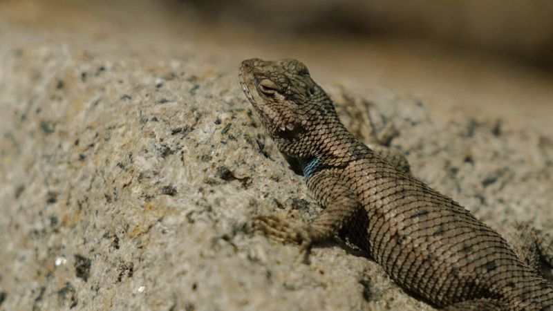 How Climate Change Is Driving The Spiny Lizard's Evolution