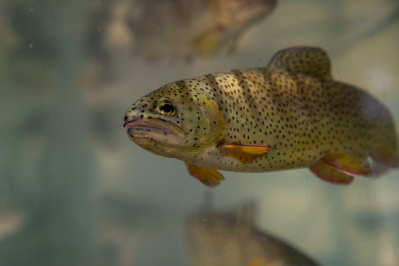 The Apache Trout: America's Living Gold