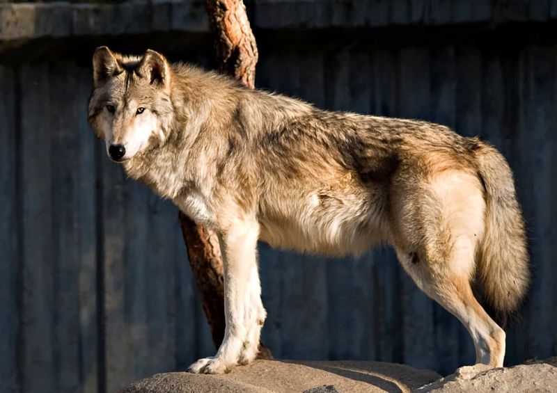 The 7-Foot Wolf: Length Records Explained