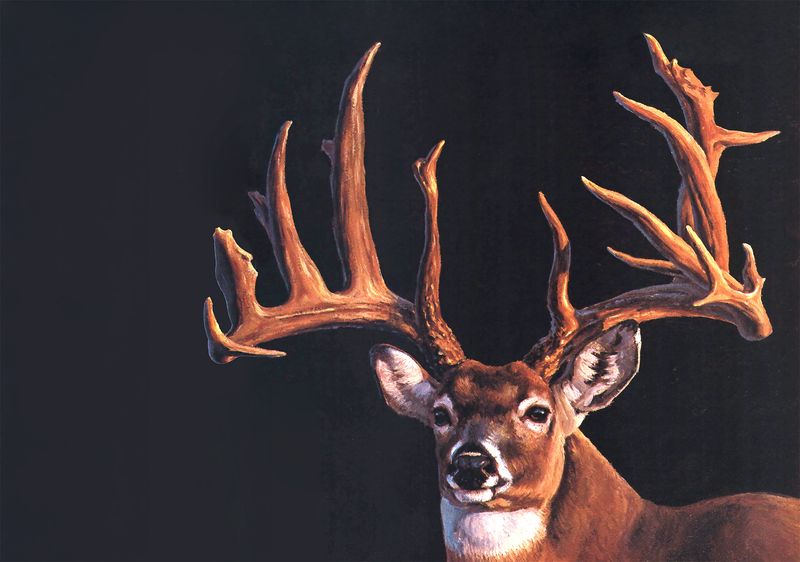 What Makes A Whitetail Deer 'Record-Breaking'?