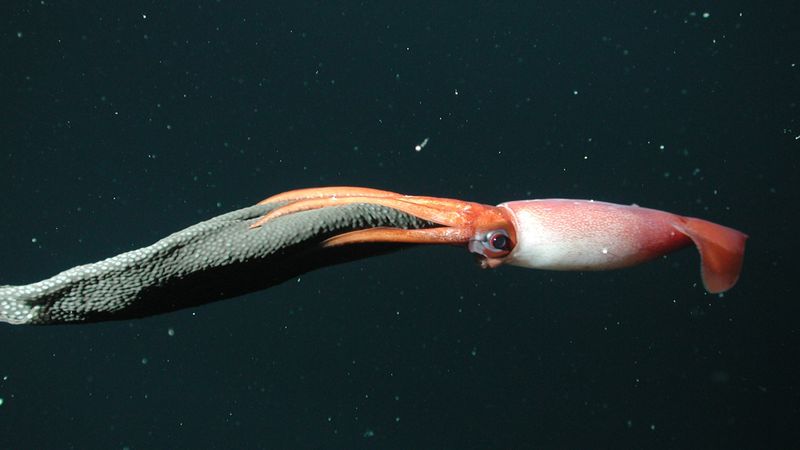 Deep-Sea Wonders