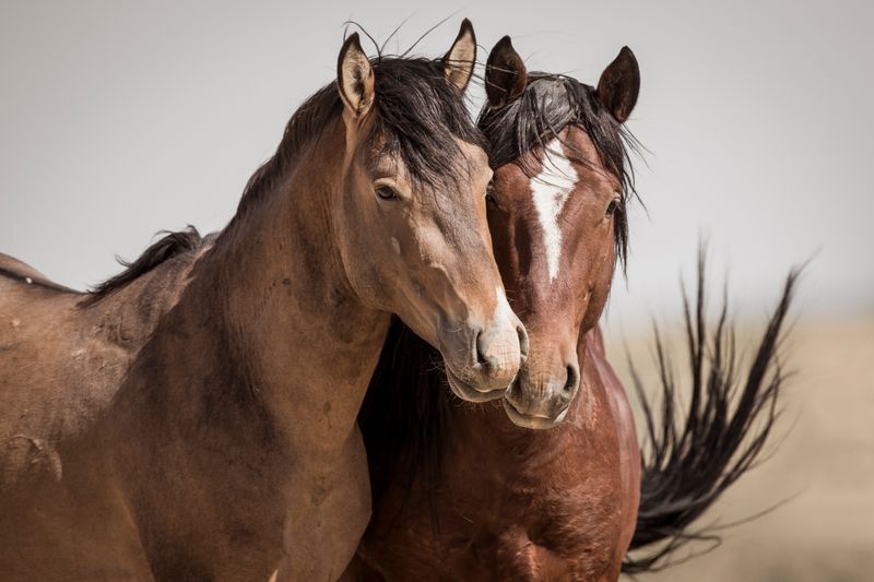 Wild Horses And The Preservation Of Western Heritage
