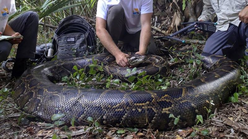 Burmese Pythons Are One Of The Largest Snake Species