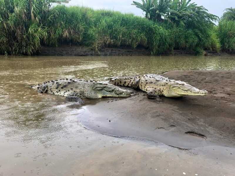 What Makes These Two Crocodile Species Different From Others?