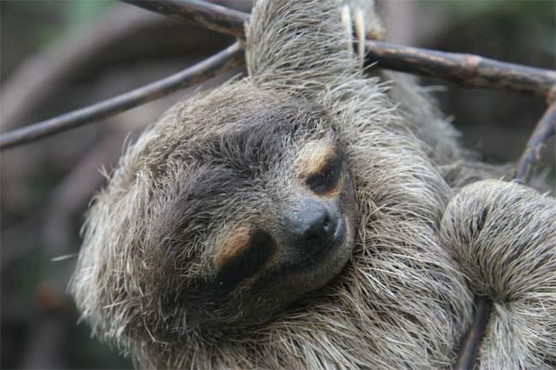 The Evolutionary Purpose Of Sloths' Dangerous Descent