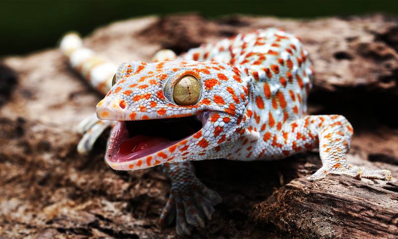 How Geckos Detect Vibrations Through Their Skulls