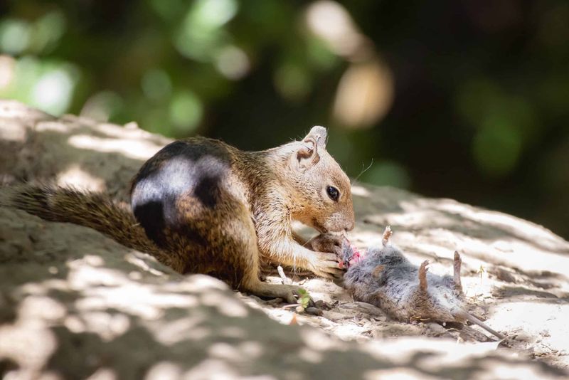 Why Some Herbivores Don't Stick To Plants Alone