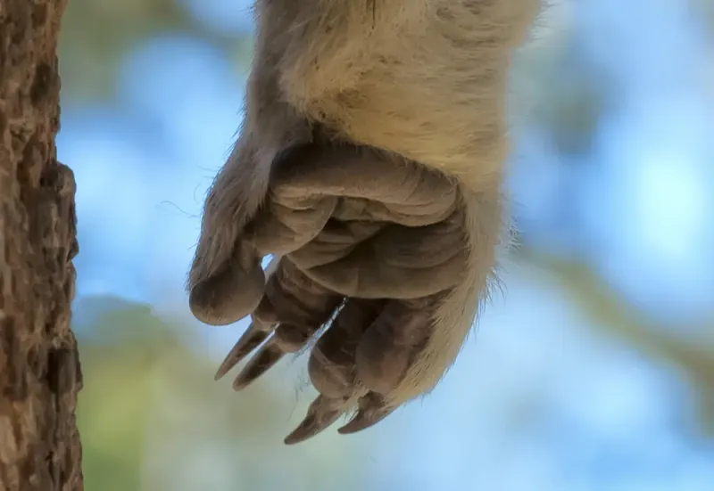 What Makes Koala Fingerprints So Unique In The Animal Kingdom?