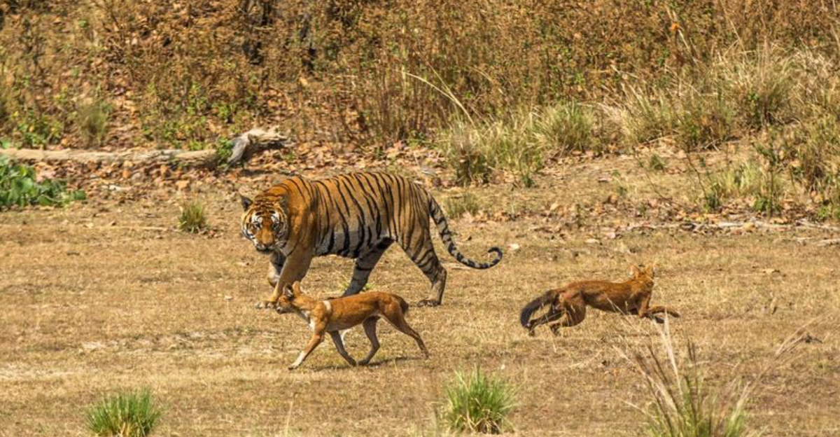 The Surprising Threat Dholes Pose To Tigers In The Wild