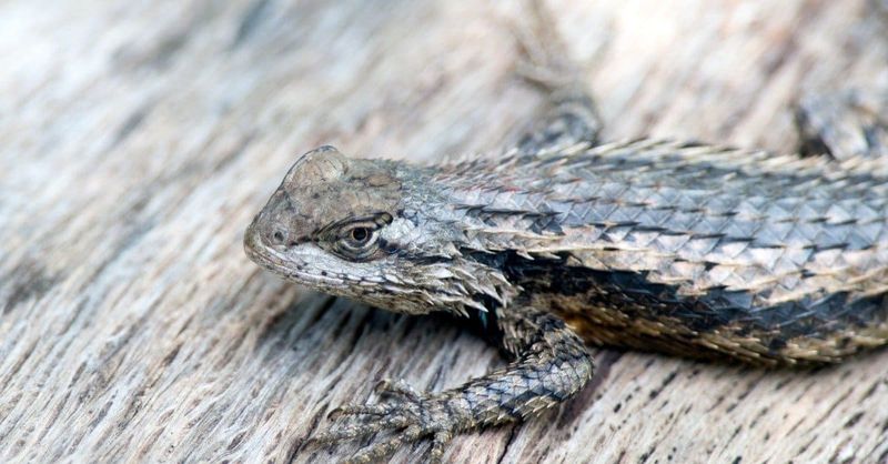 The Spiny Lizard's Rapid Evolution Explained