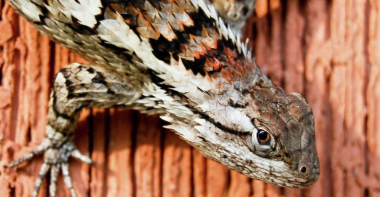 The Survival Secrets Of The Fastest Evolving Animal In The U.S.