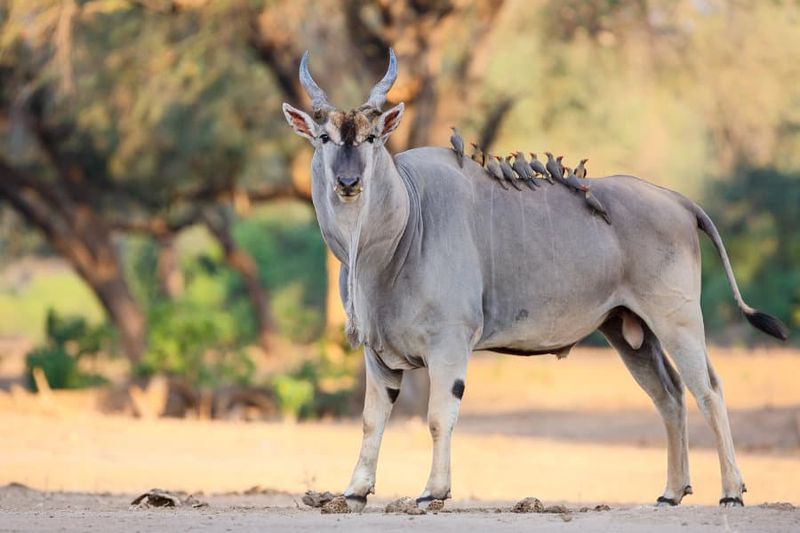 The Giant Eland