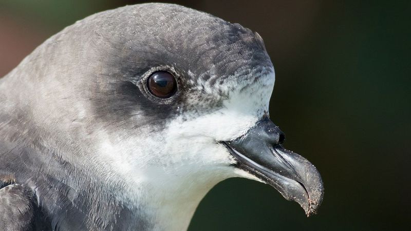 Some Were Spotted by Amateur Birdwatchers