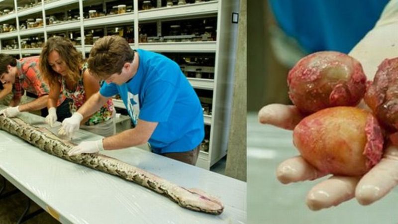The Python With 87 Eggs – Fertility Record Holder