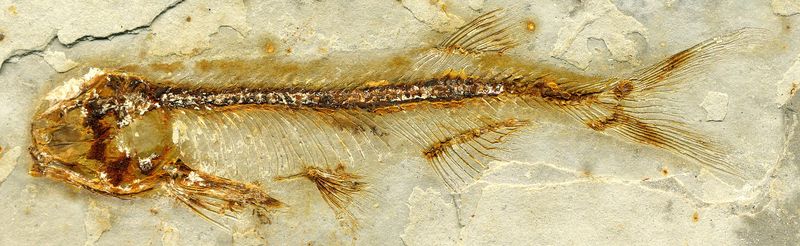 China's Feathered Dinosaur Lake