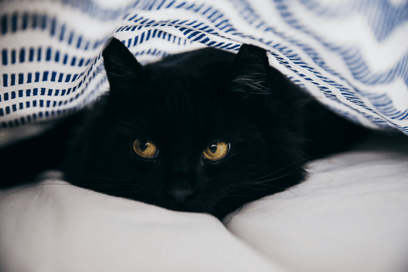 Cats Have Superior Motion Detection