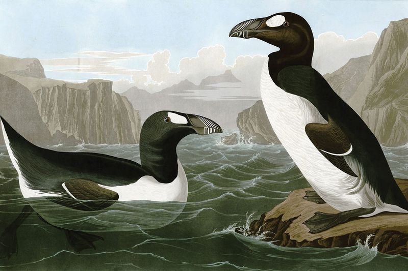 The Great Auk