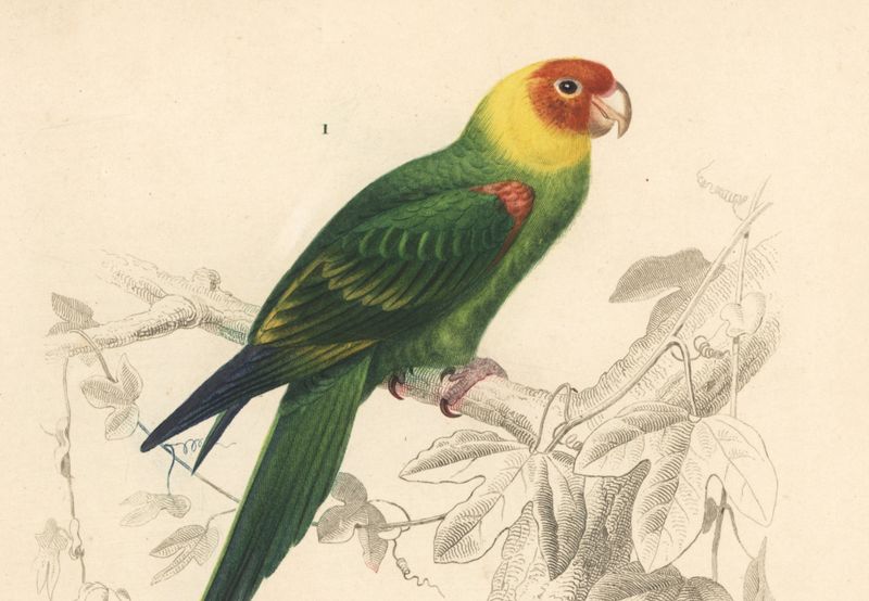 Carolina Parakeet: America's Lost Parrot
