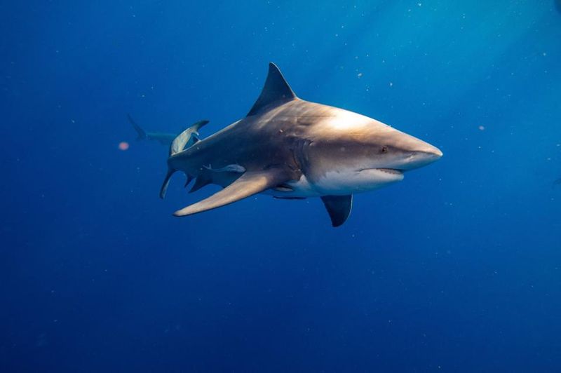The Shark's Incredible Adaptability To Long-Distance Travel