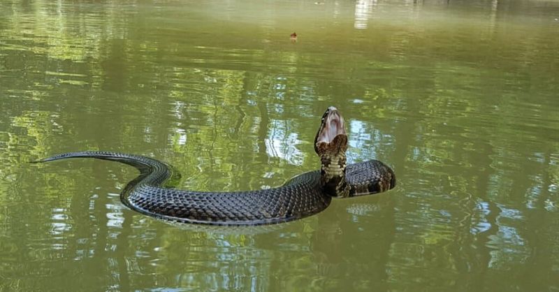 Lake Texoma's Snake Paradise
