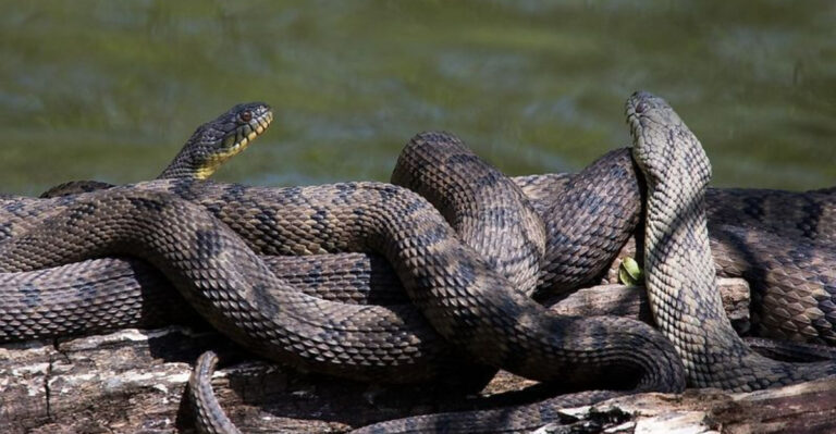 The Texas Lakes With The Most Snakes