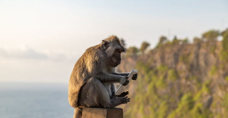 The Thieving Culture Of Macaque Monkeys And Their Life Of Clever Crimes