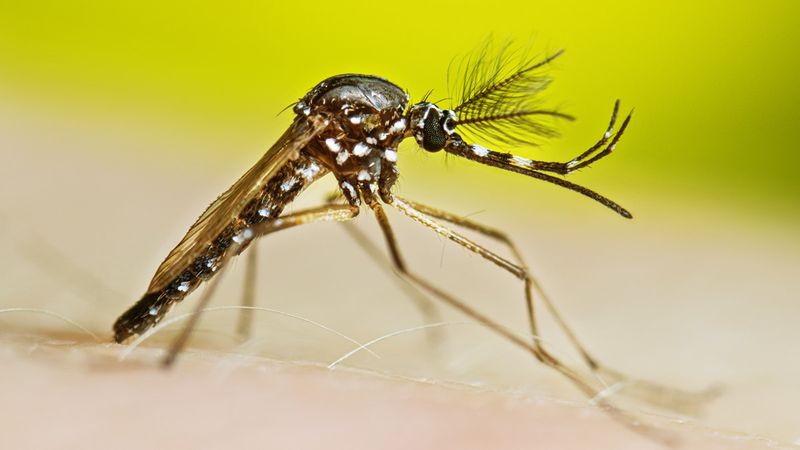 How Genetically Modified Mosquitoes Work To Combat Disease