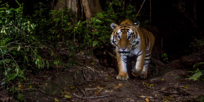 Conservation Efforts