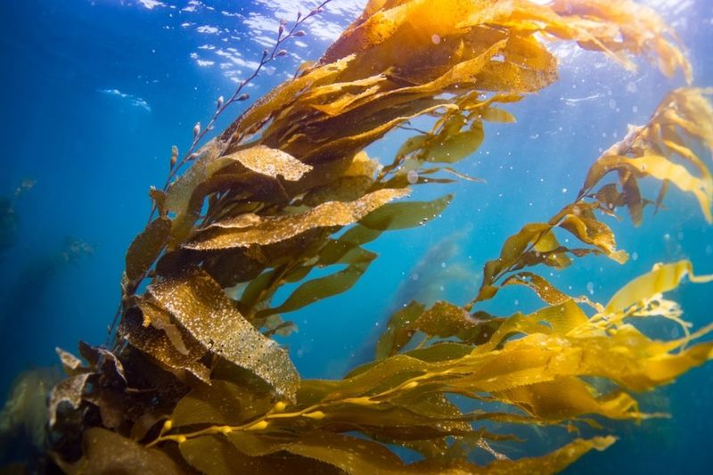 How Rising Ocean Temperatures Are Accelerating Seaweed Growth