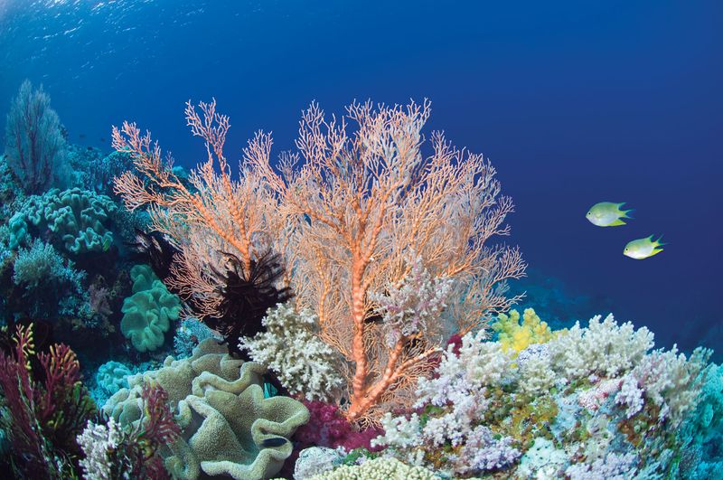 How Climate Change Impacts The Habitat Of Species Like Cayo Margarita