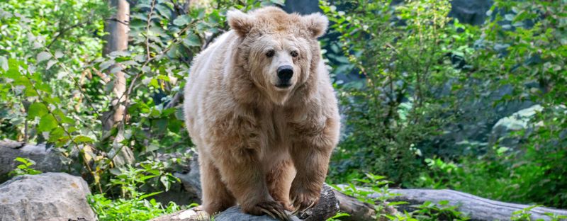 Threats Facing The Tien Shan Brown Bear