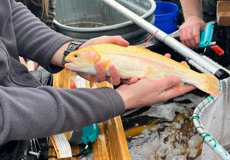 The Pallid Ghost: Albino Rainbow Trout